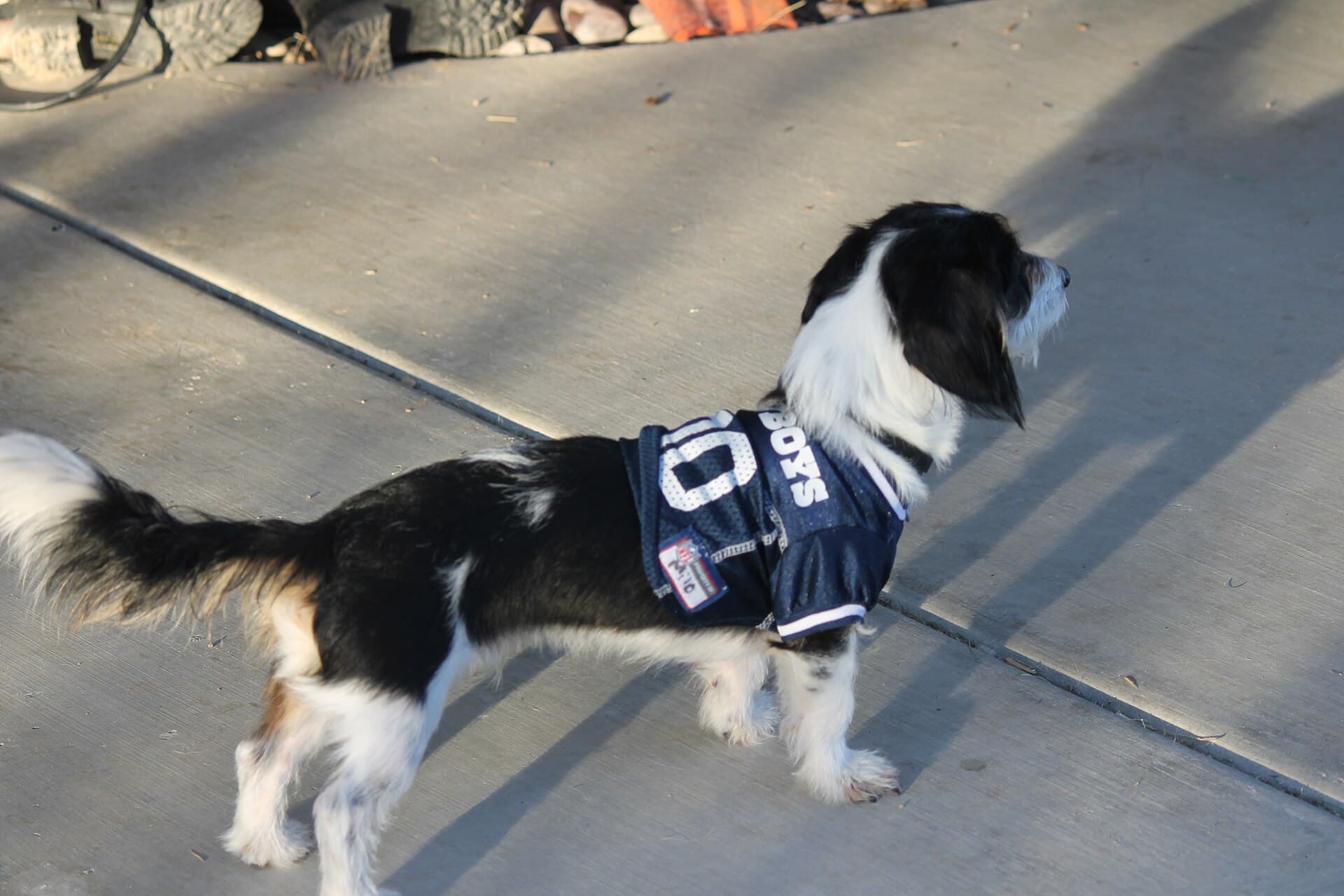 Dog wearing a Dallas Cowboys Jersey